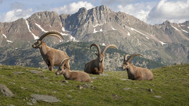 Bouquetin ibérique mâle aux cornes recourbées sur un éperon rocheux dominant une vallée pyrénéenne