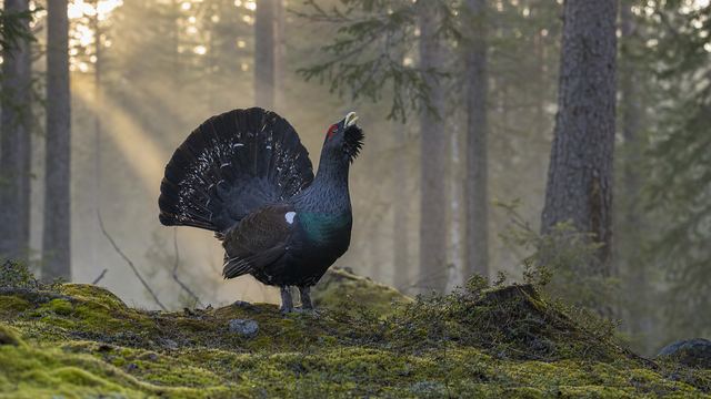 Un grand tétras mâle sombre, queue déployée, en parade à l'aube dans une clairière entourée de pins à crochets
