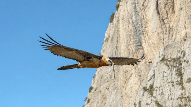 Un gypaète barbu adulte en vol plané devant une falaise calcaire, ailes longues et étroites, queue en losange
