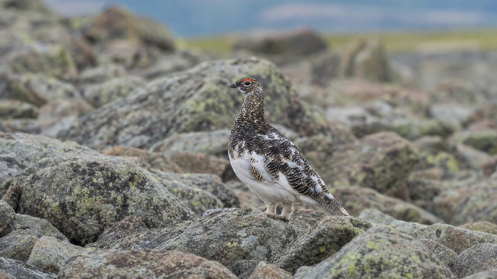 Lagopède alpin au plumage tacheté de brun et de gris, presque invisible sur un éboulis au-dessus de la forêt