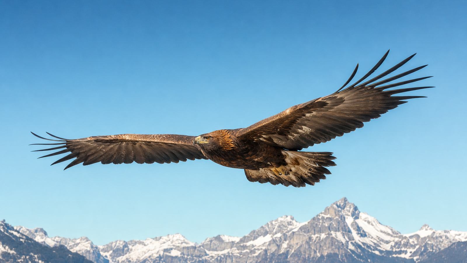 Aigle royal en vol plané au-dessus d’une falaise pyrénéenne, les ailes largement déployées