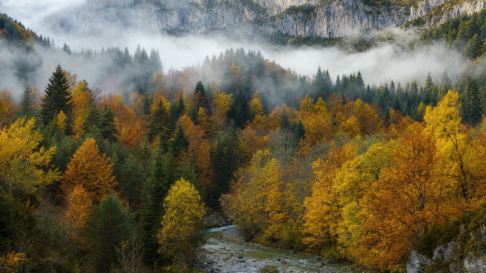 Forêt de hêtres et de sapins dans la vallée d'Aspe, avec des falaises calcaires et un vautour en vol au loin